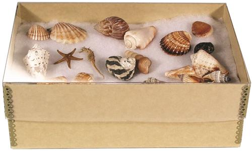 Archival Clear Lid Storage Box - Acid-Free Box with Polyester Lid and Metal-Edges 15x11x4"